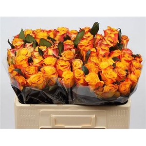Rosa a grande fleur Easy Fashion