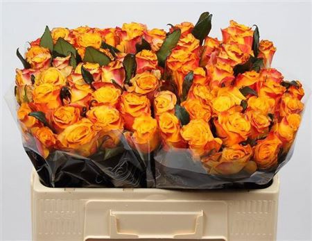 <h4>Rosa a grande fleur Easy Fashion</h4>