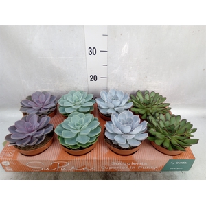 Echeveria   ...mix