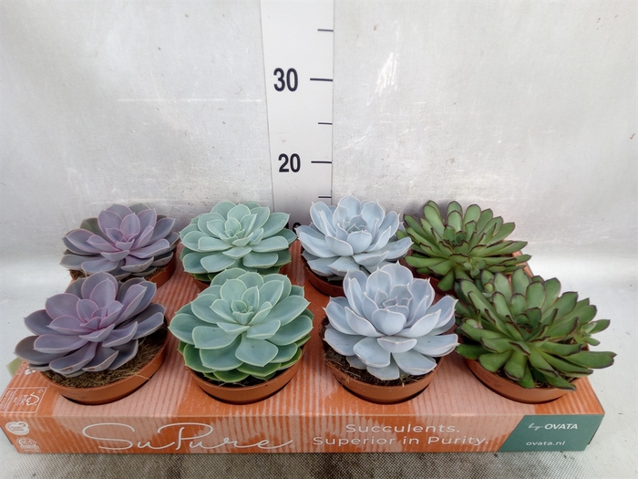 <h4>Echeveria   ...mix</h4>