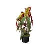 BEGONIA MACULATA P15 PO