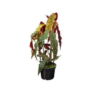 BEGONIA MACULATA P15 PO
