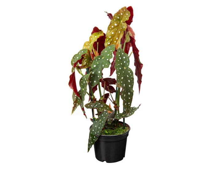 <h4>BEGONIA MACULATA P15 PO</h4>