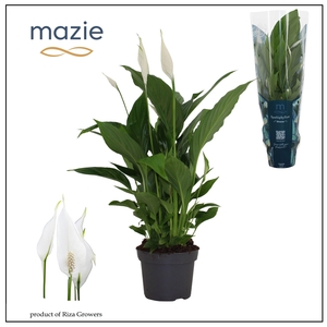 Spathiphyllum Strauss - 13cm | mazie