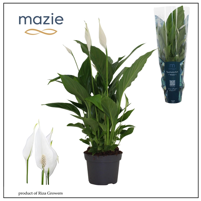 <h4>Spathiphyllum Strauss - 13cm | mazie</h4>