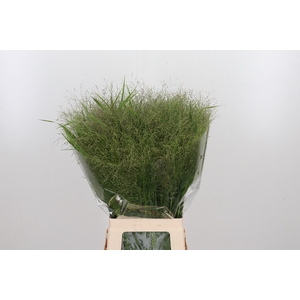 Panicum Fountain