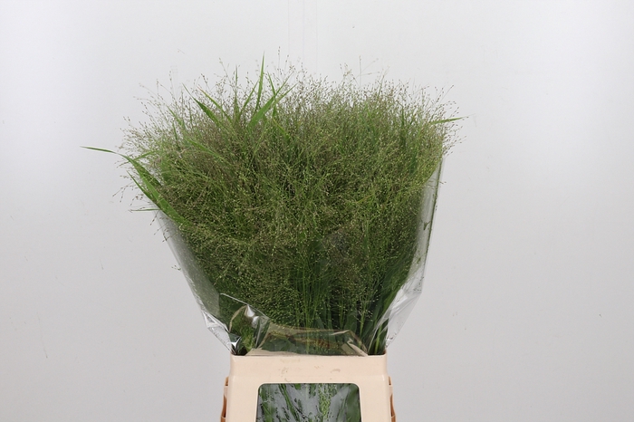 <h4>Panicum Fountain</h4>