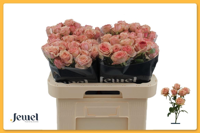 <h4>R Tr Destini</h4>