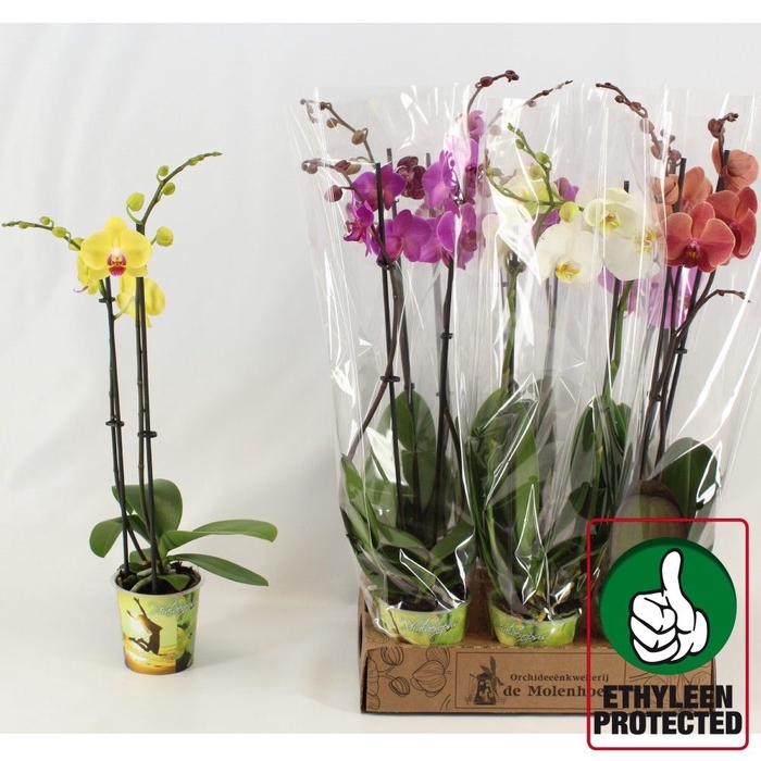 <h4>PHAL GEM 4 KL</h4>