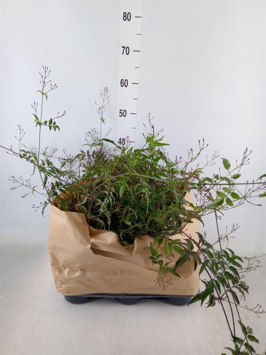 <h4>Jasminum   ...</h4>