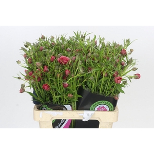 Ranunculus Natura Moderna Allegria