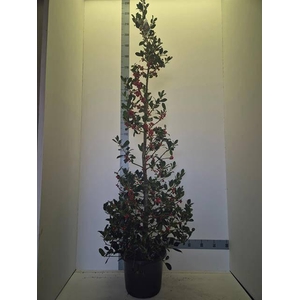 ILEX AQ J.C. VAN TOL