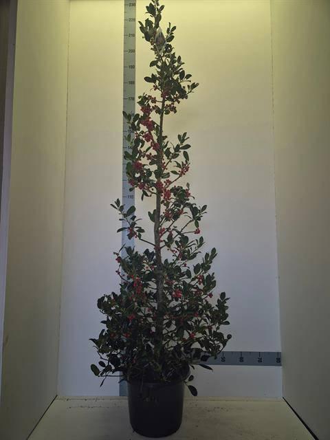 <h4>ILEX AQ J.C. VAN TOL</h4>