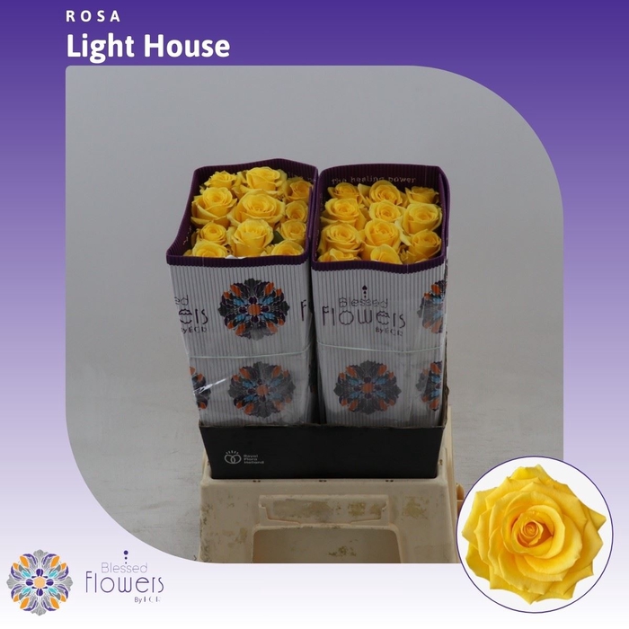 <h4>Rosa gr Lighthouse</h4>