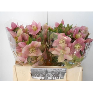 HELL OR QUEENS L PIN