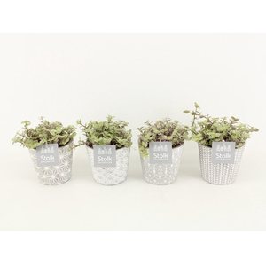 Callisia Rosata in Star pot
