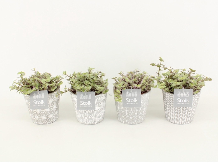<h4>Callisia Rosata in Star pot</h4>