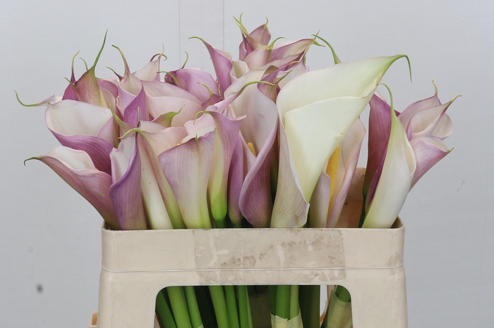 <h4>Zantedeschia Eydolls Purple White</h4>