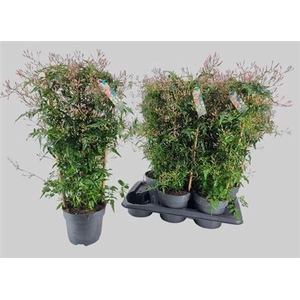 Jasm Polyanthum Wit P17