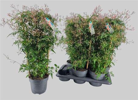 <h4>Jasm Polyanthum Wit P17</h4>