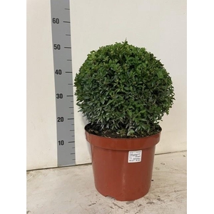 BUXU SEMPERVIRENS
