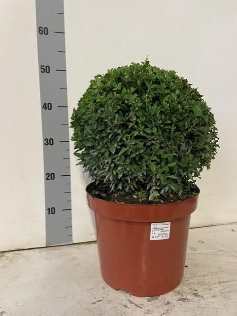 <h4>BUXU SEMPERVIRENS</h4>