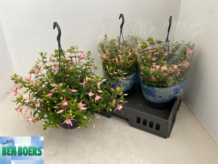 <h4>FUCHSIA B F SOPHIA</h4>