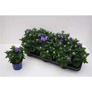 Platycodon Grandiflorus 'Astra Blue'