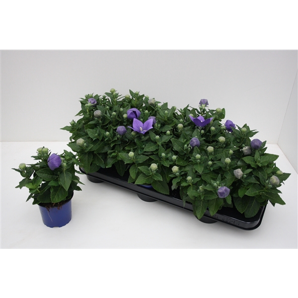 <h4>Platycodon Grandiflorus 'Astra Blue'</h4>