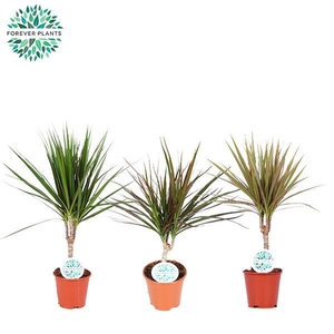 Dracaena Marginata mix p14