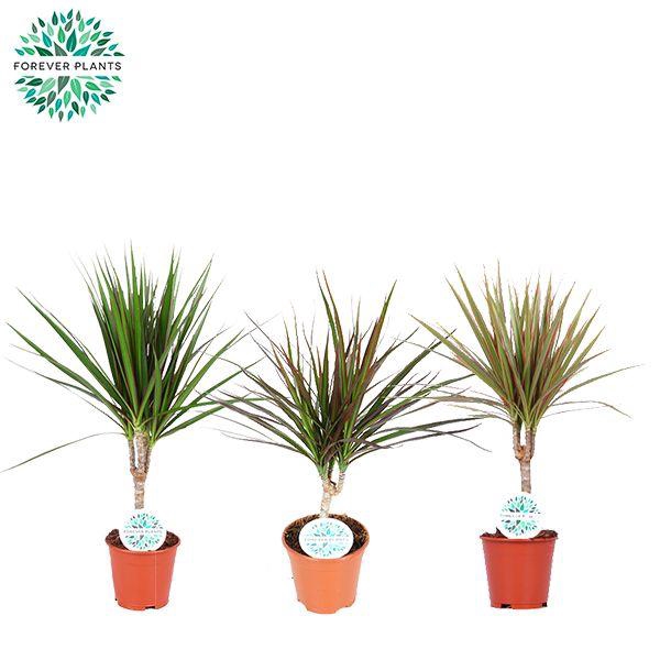 <h4>Dracaena Marginata mix p14</h4>