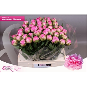 Paeonia Dr. Alexander Fleming