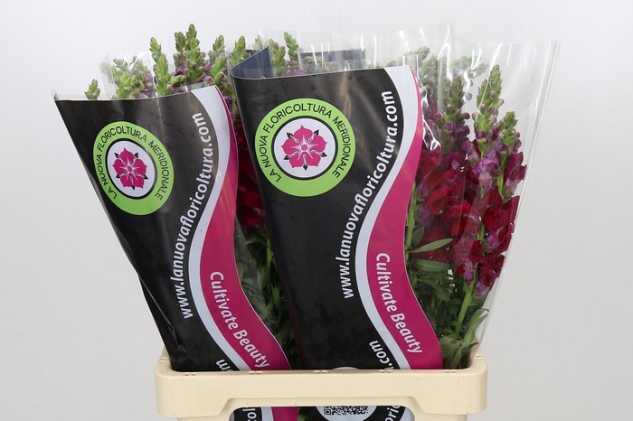 <h4>Antirrhinum Potomac Red</h4>