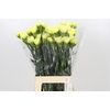 Dianthus St Ilias