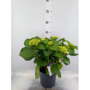 Hydrangea mac. 'Crystal Palace'