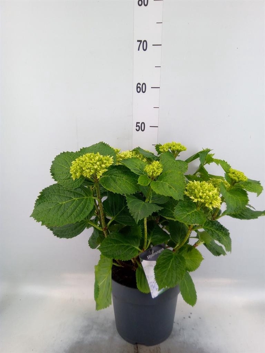 <h4>Hydrangea mac. 'Crystal Palace'</h4>