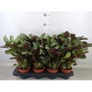Ctenanthe burle-marxii 'Amagris'