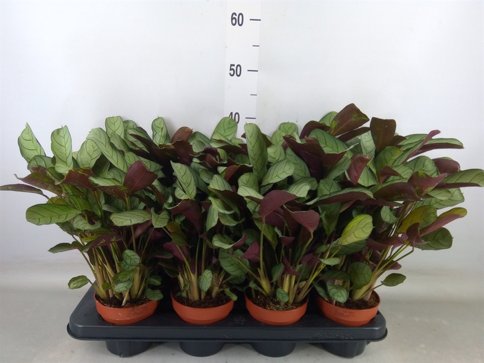<h4>Ctenanthe burle-marxii 'Amagris'</h4>