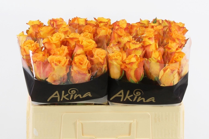 <h4>RS GR MALAGA R GR MALAGA</h4>