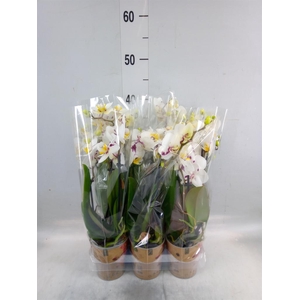 Phalaenopsis multi. 'Coco 4'