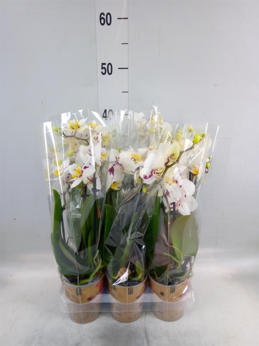 <h4>Phalaenopsis multi. 'Coco 4'</h4>