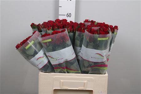 <h4>R Gr Red Torch</h4>