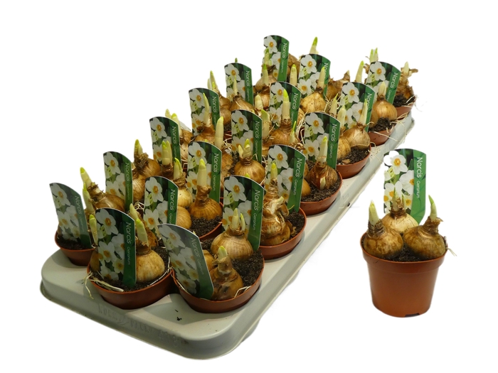 <h4>Narcis Geranim</h4>