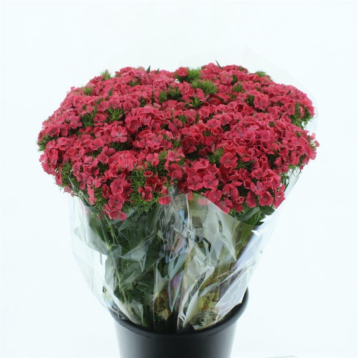 <h4>Di Barb Coral Pink</h4>