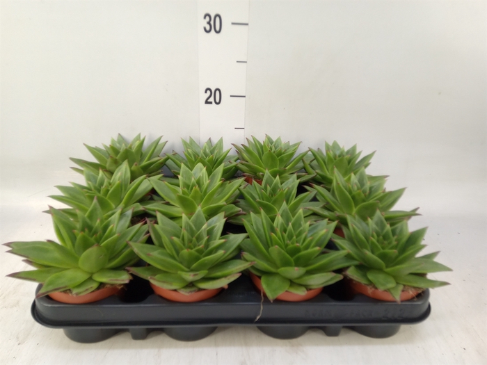 <h4>Echeveria agavoides 'Ebony'</h4>