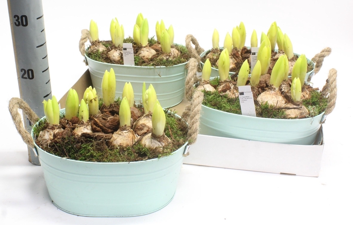 <h4>ARR HYACINTH</h4>