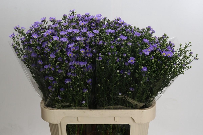 <h4>Aster Cassandra</h4>