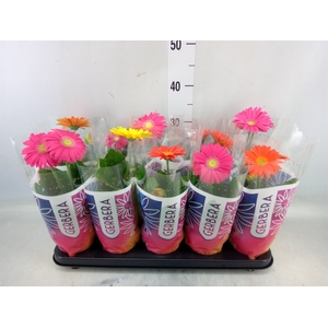 Gerbera  'Colourgame'   ...mix