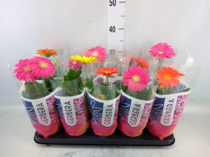 <h4>Gerbera  'Colourgame'   ...mix</h4>