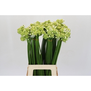 Ornithogalum Saundersiae